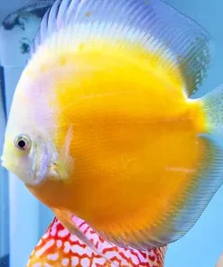 DISCUS GOLDEN VALENTINE *Symphysodon aequifasciatus* 3"