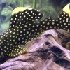 L18 Gold Nugget Pleco for Sale in Canada | Buy Baryancistrus xanthellus