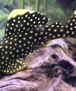 L18 Gold Nugget Pleco for Sale in Canada | Buy Baryancistrus xanthellus
