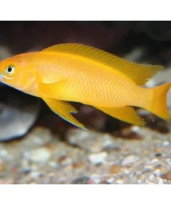 LEMON CICHLID (Neolamprologus Leleupi)