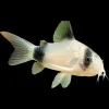 Panda Corydoras (Corydoras panda) for Sale Canada | Premium Cory Catfish