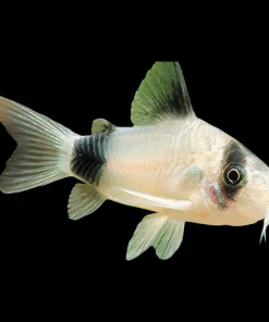 Panda Corydoras (Corydoras panda) for Sale Canada | Premium Cory Catfish
