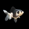 Panda Oranda Goldfish (Carassius auratus) 2" for Sale Canada | Premium Fancy Goldfish