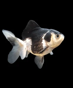 Panda Oranda Goldfish (Carassius auratus) 2" for Sale Canada | Premium Fancy Goldfish