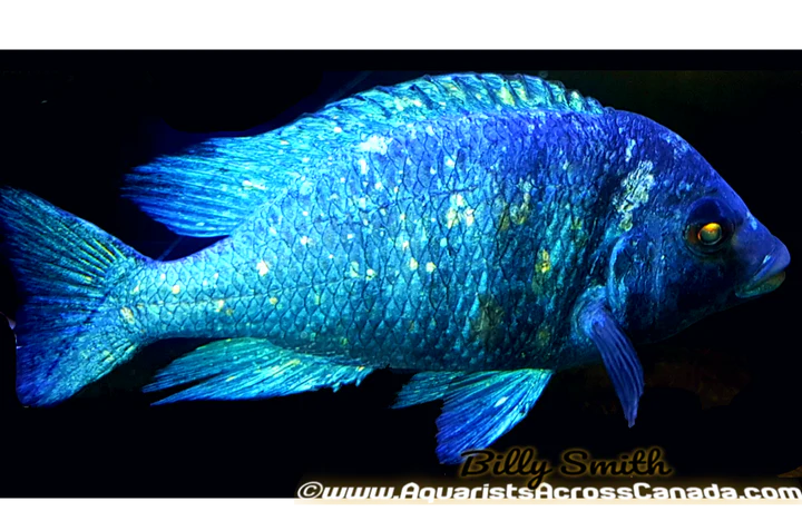 PLACIDOCHROMIS PHENOCHILUS "TANZANIA" STAR SAPPHIRE 2.5-3"