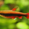 Red Beckford's Pencilfish for Sale in Canada | Buy Nannostomus beckfordi
