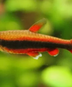 Red Beckford's Pencilfish for Sale in Canada | Buy Nannostomus beckfordi