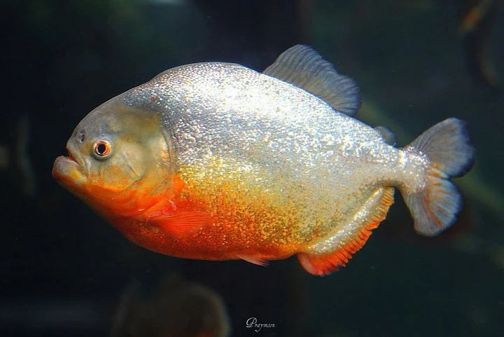 Red Belly Piranha for Sale in Canada | Buy Pygocentrus nattereri