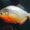 Red Belly Piranha for Sale in Canada | Buy Pygocentrus nattereri