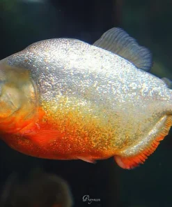 Red Belly Piranha for Sale in Canada | Buy Pygocentrus nattereri