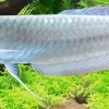 Silver Arowana for Sale in Canada | Buy Osteoglossum bicirrhosum