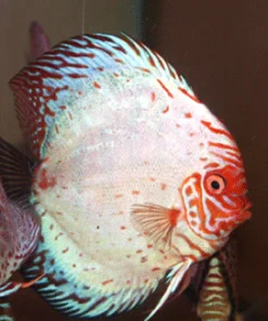 DISCUS WHITE DRAGON *Symphysodon aequifasciatus* 3"