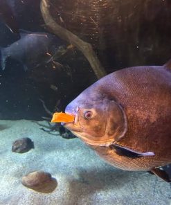 Commanding Amazonian Pacu