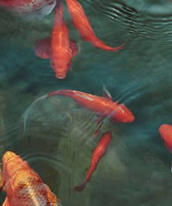 GOLDFISH & KOI