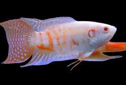 GOURAMI KILLIFISH LIVEBEARERS AND DANIO