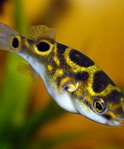 PUFFERS & BRACKFISH