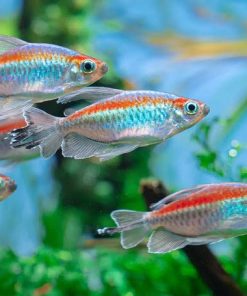 SCHOOLING FISH