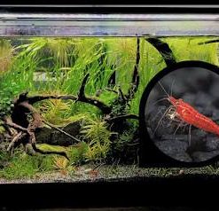 SHRIMP INVERTIBRATES FROGS AND SNAILS