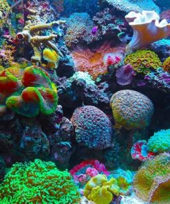 premium Live Coral